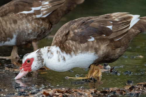Muscovy Duck