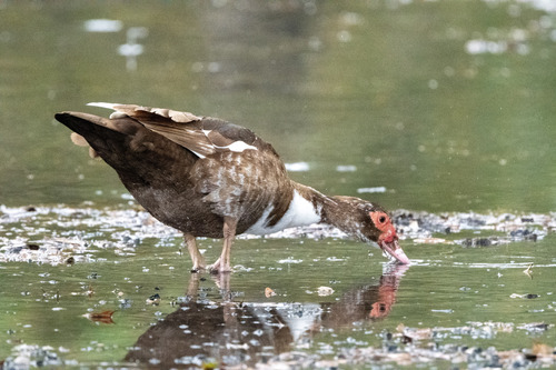 Muscovy Duck