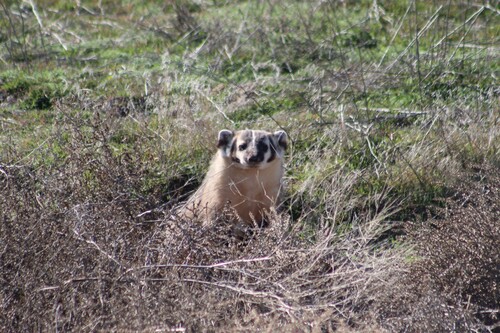 American Badger observed by jamesjarrett00