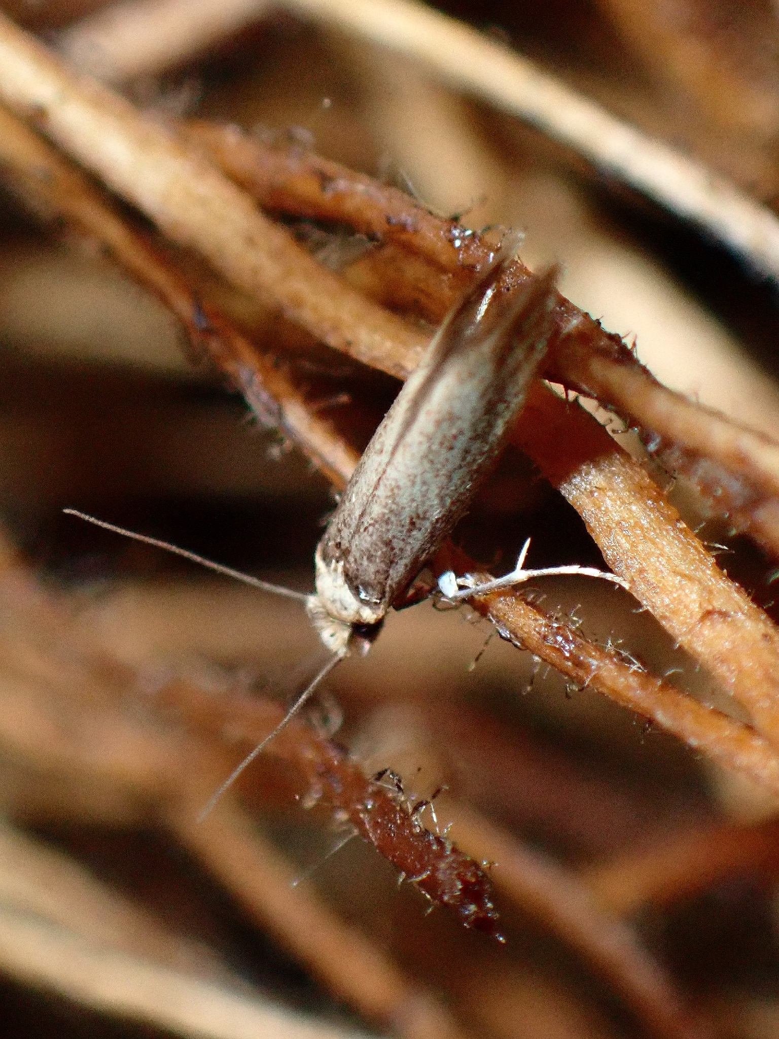 Metatinea immaculatella