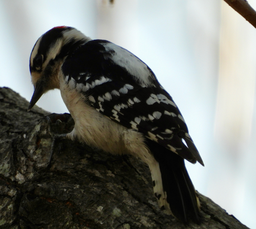 Downy Woodpecker