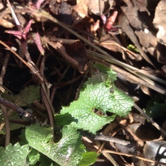 Alliaria petiolata