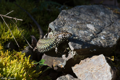 Podarcis muralis nigriventris