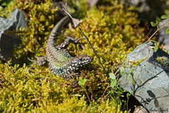 Podarcis muralis nigriventris