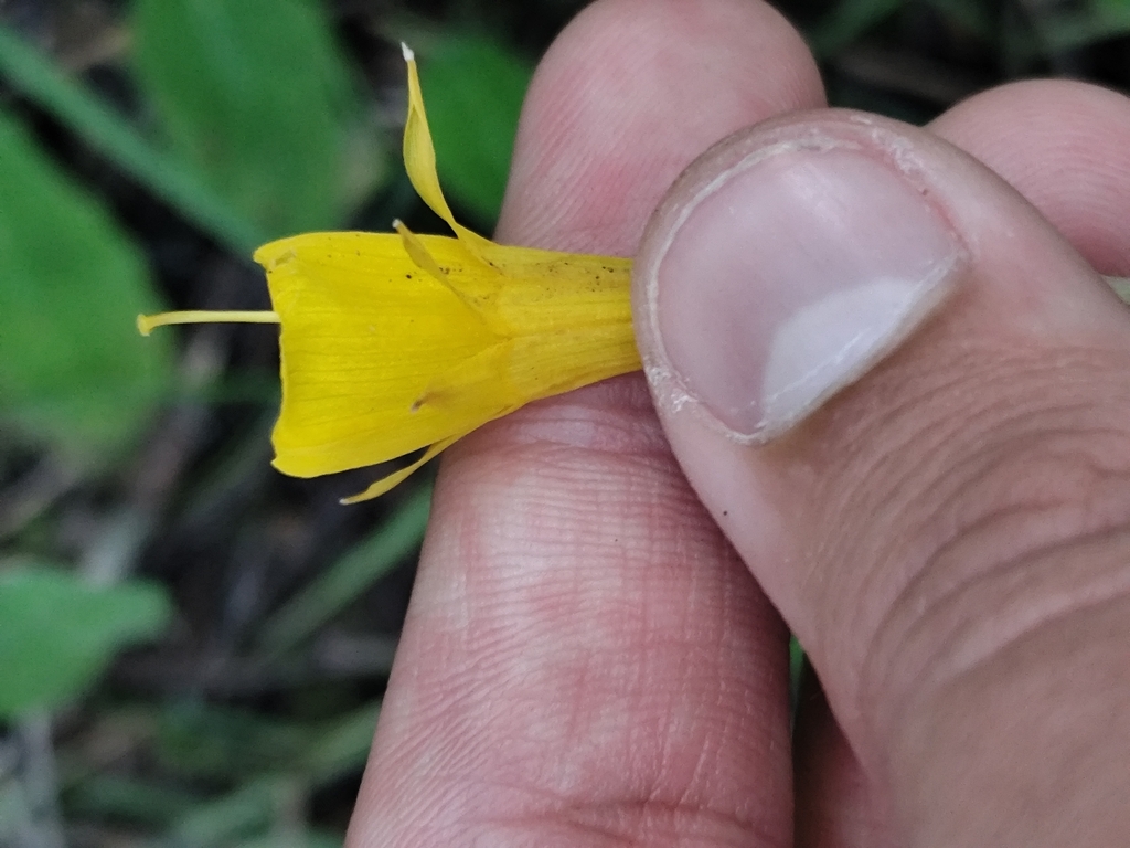 Narcissus obesus; photograph (c) Vasco Henrique Oliveira Fonseca, some rights reserved (CC BY)