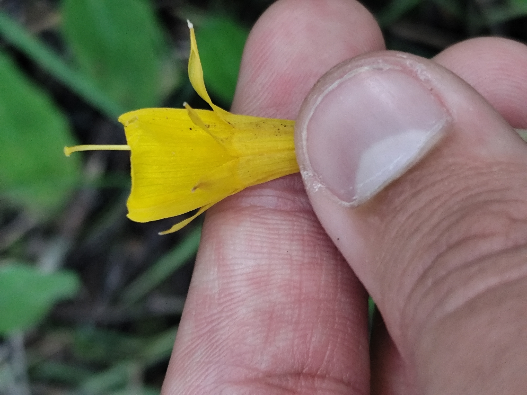 Petticoat Daffodil (Narcissus obesus)