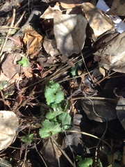 Alliaria petiolata