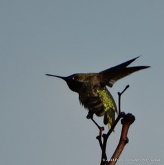 Calypte anna