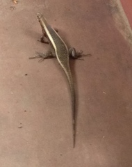 Zonosaurus laticaudatus