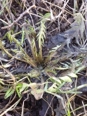 Taraxacum officinale