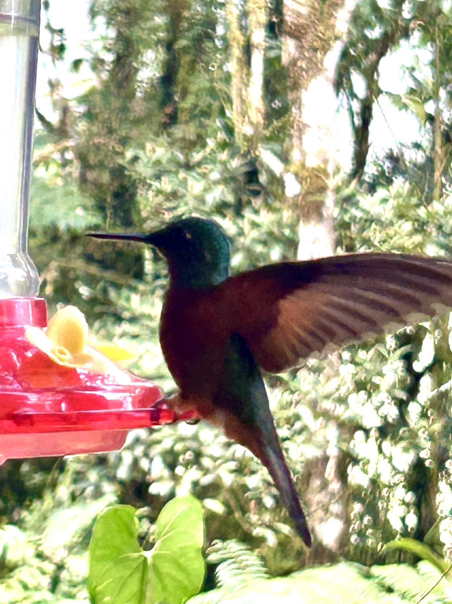 Chestnut-breasted Coronet (Boissonneaua matthewsii), photo 4