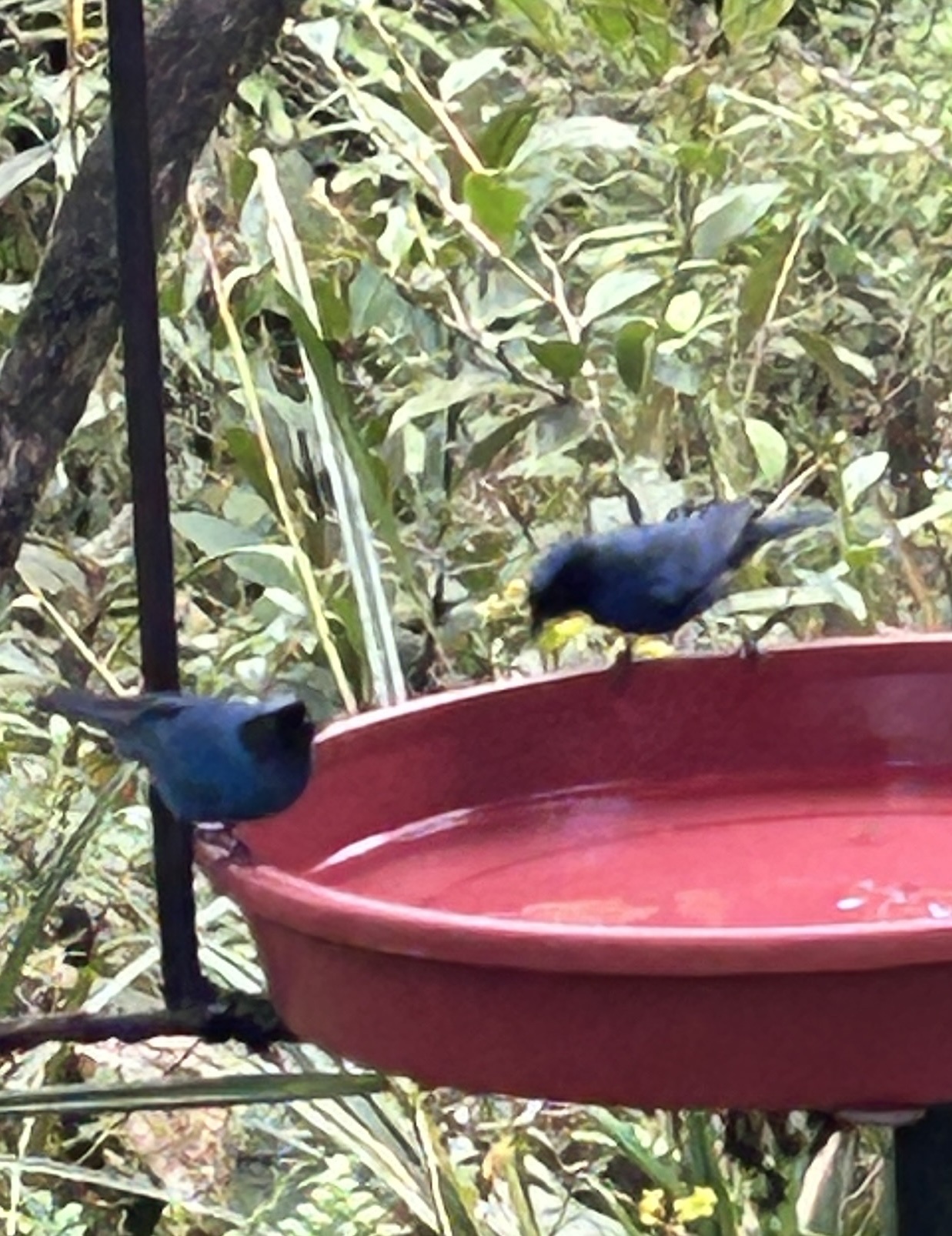 Masked Flowerpiercer (Diglossa cyanea), photo 5