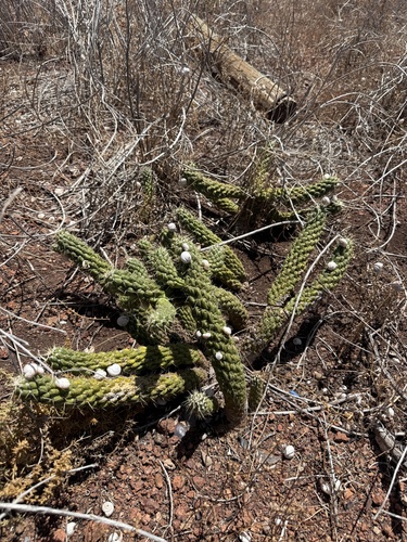 Boxing Glove Cholla