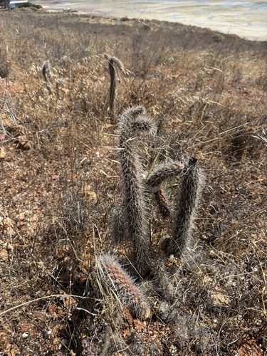 walkingstick cactus