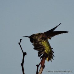 Calypte anna