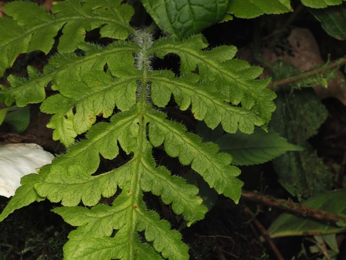 Lonchitis hirsuta, photograph 3
