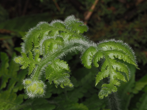 Tomato fern (Lonchitis hirsuta)