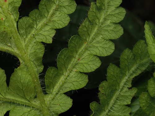 Lonchitis hirsuta, photograph 4