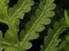 Lonchitis hirsuta, photograph (c) Alan Rockefeller, some rights reserved (CC BY)