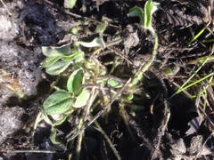 Trifolium pratense