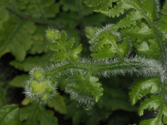 Lonchitis hirsuta, photograph (c) Alan Rockefeller, some rights reserved (CC BY)