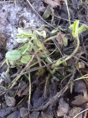 Trifolium pratense