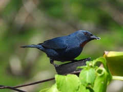 Orangequit photo 1