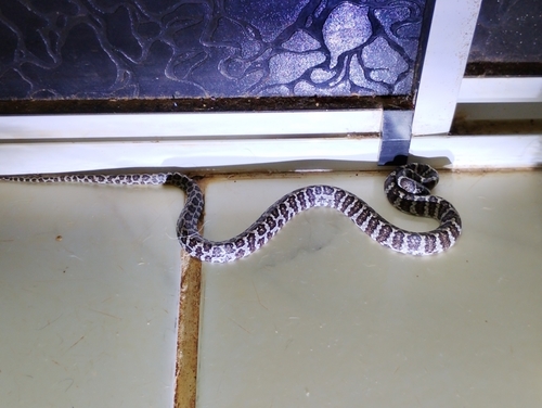 Spot-bellied Slug-eating Snake