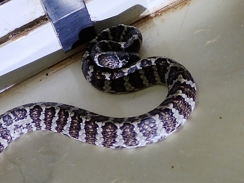 Spot-bellied Slug-eating Snake