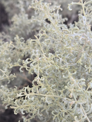 Atriplex lampa, photograph 6