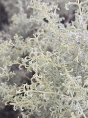 Atriplex lampa, photograph (c) Tomás Tamagno, some rights reserved (CC BY)