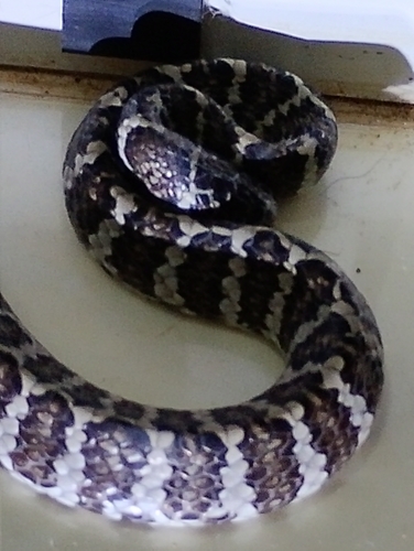 Spot-bellied Slug-eating Snake