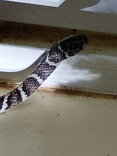 Spot-bellied Slug-eating Snake
