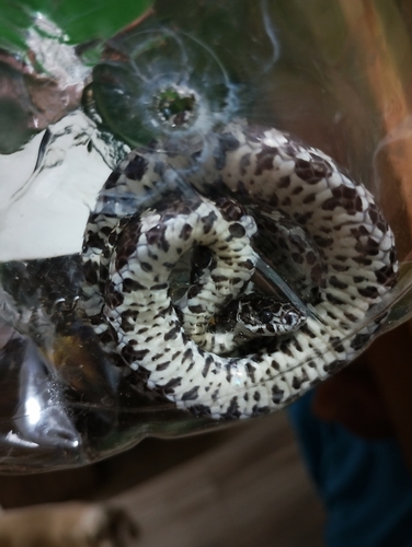 Spot-bellied Slug-eating Snake