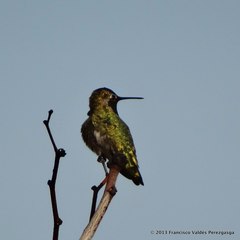 Calypte anna