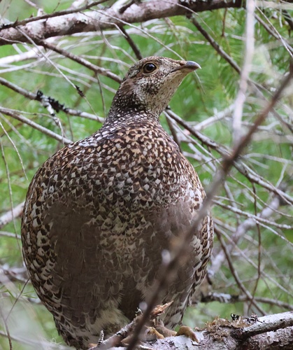 Sooty Grouse (Dendragapus fuliginosus), photo 4