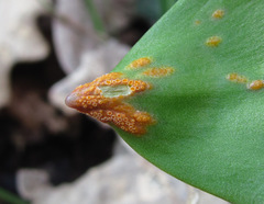 Uromyces erythronii
