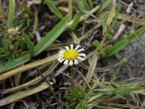 Image of Felicia tenella by (c) Jeremy Gilmore, some rights reserved (CC BY)