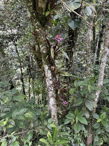 Barfussia wagneriana, photograph 1