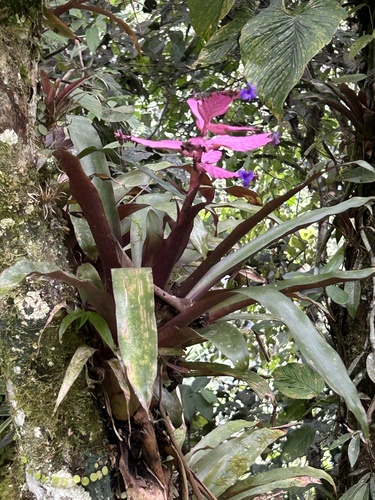 Barfussia wagneriana