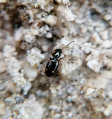 Bembidion quadrimaculatum