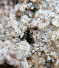 Bembidion quadrimaculatum
