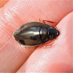 Dineutus discolor