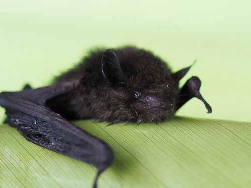 Pipistrellus angulatus observed 2026-02-28