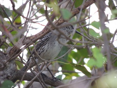 Mimus gundlachii