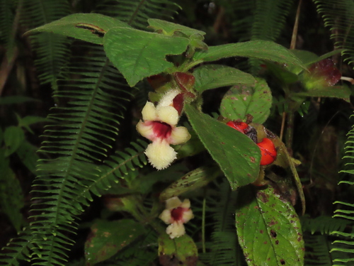 Drymonia alloplectoides, 2025-11-20