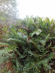 Blechnum chilense