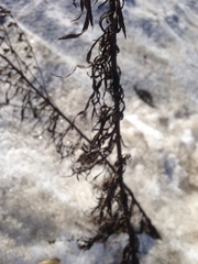 Artemisia vulgaris