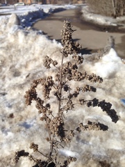 Artemisia vulgaris