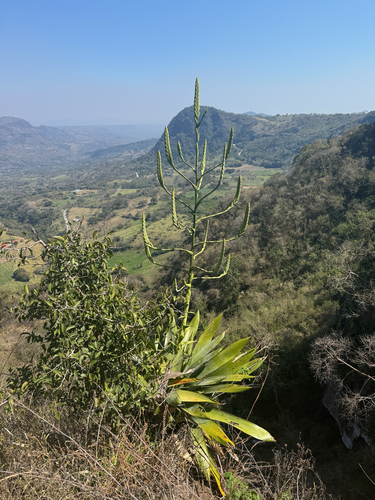Pseudalcantarea grandis